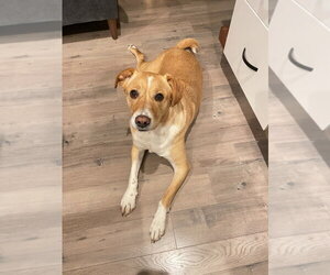 Labrador Retriever-Unknown Mix Dogs for adoption in Salt Lake City, UT, USA