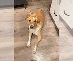 Small Labrador Retriever Mix