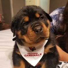 Rottweiler Puppy for sale in RANCHO CUCAMONGA, CA, USA