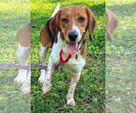 Small #5 Beagle