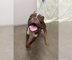 Boston Terrier Dogs for adoption in Rosenberg, TX, USA