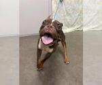 BUGSY - Male Boston Terrier Dog for Adoption - Small photo