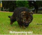 Small Photo #3 German Shepherd Dog-Sharberian Husky Mix Puppy For Sale in MULBERRY, FL, USA