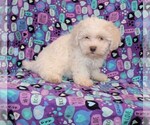 Small Photo #1 Zuchon Puppy For Sale in BLOOMINGTON, IN, USA