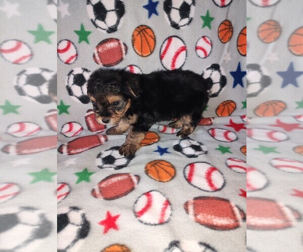 Medium Photo #3 Morkie Puppy For Sale in LAPEER, MI, USA