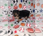 Small Photo #15 Morkie Puppy For Sale in LAPEER, MI, USA