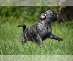 Small #2 Pug