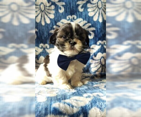 Medium Photo #1 Shih Tzu Puppy For Sale in LANCASTER, PA, USA