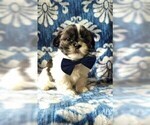 Small Photo #1 Shih Tzu Puppy For Sale in LANCASTER, PA, USA