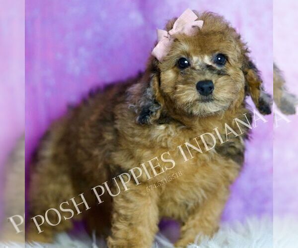 Medium Photo #102 Poodle (Miniature) Puppy For Sale in WARSAW, IN, USA
