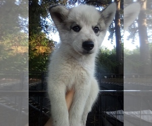 Siberian Husky Puppy for Sale in FLORENCE, South Carolina USA