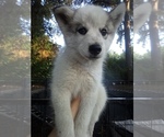 Image preview for Ad Listing. Nickname: SIBERIAN