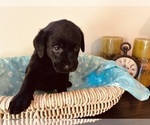 Small Photo #4 Labrador Retriever Puppy For Sale in TUMWATER, WA, USA