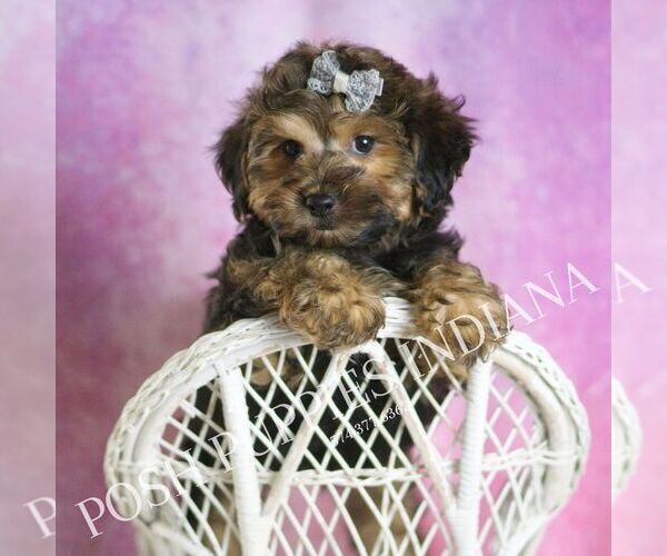 Medium Photo #7 YorkiePoo Puppy For Sale in WARSAW, IN, USA