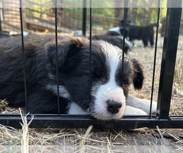 Medium Photo #16 Border Collie Puppy For Sale in CAMAS, WA, USA