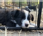 Small Photo #16 Border Collie Puppy For Sale in CAMAS, WA, USA