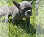 Puppy Bertie French Bulldog