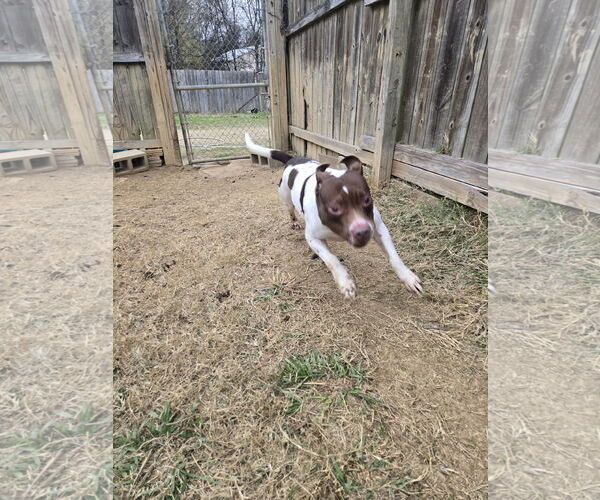 Medium Photo #3 American Staffordshire Terrier-Unknown Mix Puppy For Sale in Jackson, MS, USA