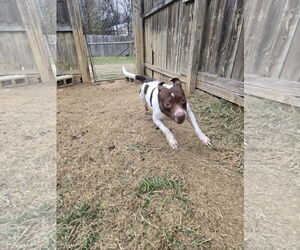 Harriett - Female American Staffordshire Terrier-Unknown Mix Dog for Adoption - Photo #3