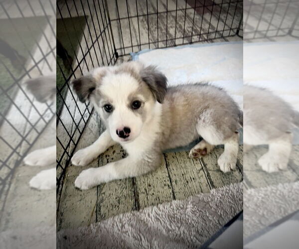 Medium Photo #4 Colonial Cocker Spaniel-Unknown Mix Puppy For Sale in San Diego, CA, USA