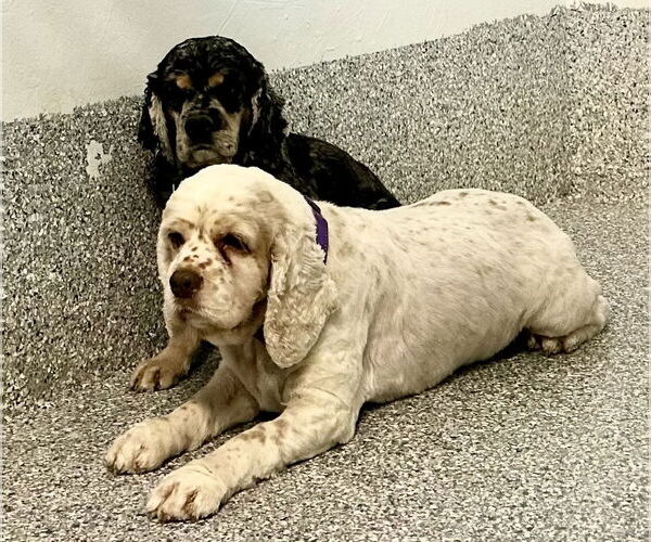 Medium Photo #2 Cocker Spaniel Puppy For Sale in Sioux Falls, SD, USA