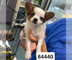 Chiranian Dogs for adoption in Chico, CA, USA