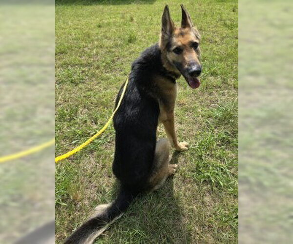 Medium Photo #2 German Shepherd Dog Puppy For Sale in Glen Allen, VA, USA