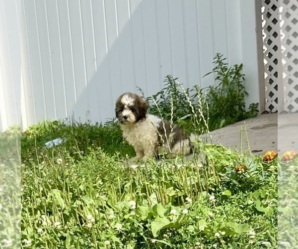 Medium Photo #5 Zuchon Puppy For Sale in MOUNT PLEASANT, MI, USA