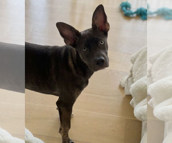 Medium Photo #2 Mutt Puppy For Sale in Dana Point, CA, USA