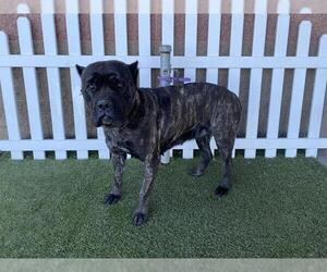 Mutt Dogs for adoption in Modesto, CA, USA