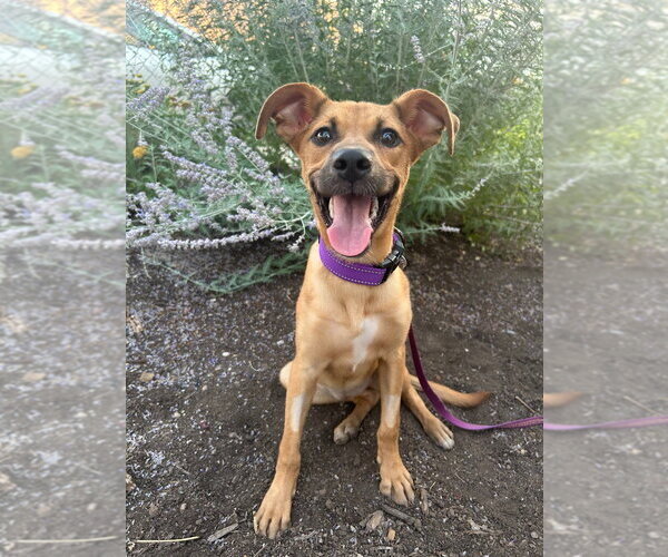 Medium Photo #1 Mutt Puppy For Sale in Salt Lake City, UT, USA