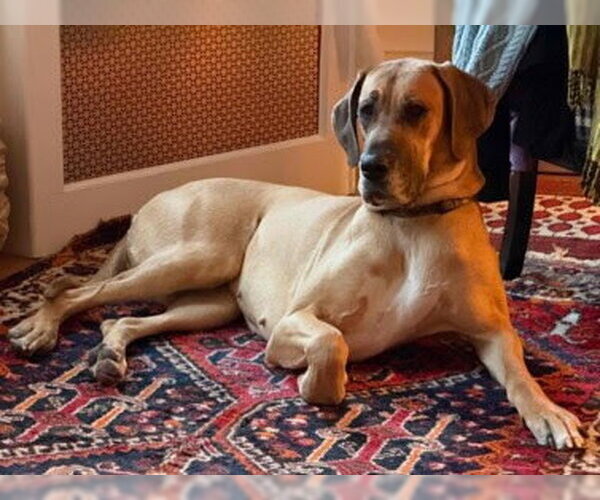 Medium Photo #3 Great Dane Puppy For Sale in Brooklyn, NY, USA