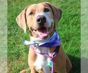Labrador Retriever-Unknown Mix Dogs for adoption in San Antonio, TX, USA