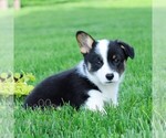 Small #3 Pembroke Welsh Corgi