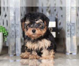 Yorkshire Terrier Puppy for sale in MOUNT VERNON, OH, USA