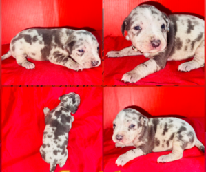 American Pit Bull Terrier Puppy for sale in TRENTON, NJ, USA