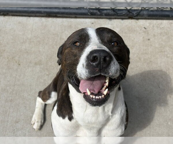 Medium Photo #1 Mutt Puppy For Sale in Tulsa, OK, USA