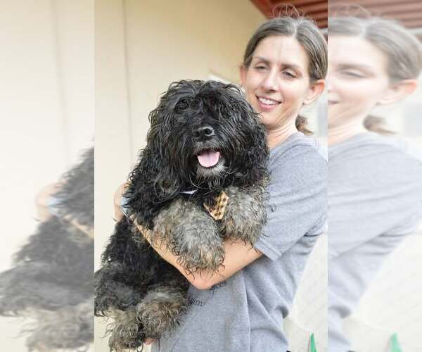 Medium Photo #1 Mutt Puppy For Sale in McKinney, TX, USA