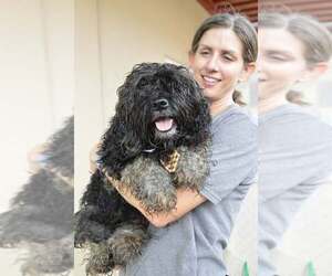 Mutt Dogs for adoption in McKinney, TX, USA