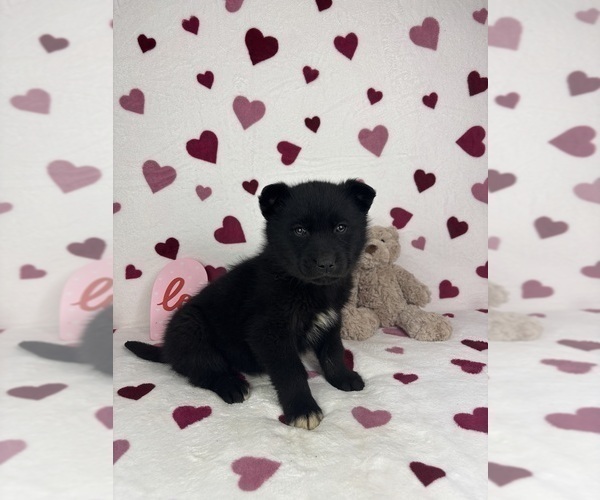 Medium Photo #5 German Shepherd Dog-Miniature American Shepherd Mix Puppy For Sale in FRANKLIN, IN, USA