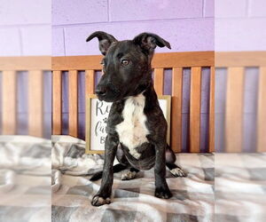 Medium Labrador Retriever Mix