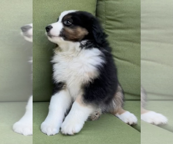 Medium Photo #41 Miniature Australian Shepherd Puppy For Sale in LA CANADA FLINTRIDGE, CA, USA