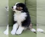 Small Photo #41 Miniature Australian Shepherd Puppy For Sale in LA CANADA FLINTRIDGE, CA, USA