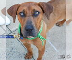 Small #5 Boxer Mix
