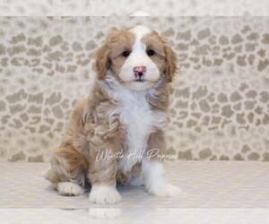 Medium Miniature Bernedoodle