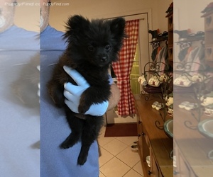 Pomeranian Puppy for sale in SIERRA VISTA, AZ, USA