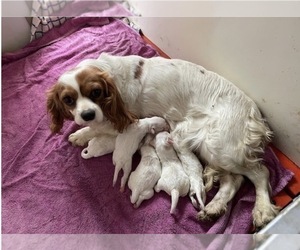Mother of the Cavachon puppies born on 04/07/2026