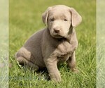 Small #2 Labrador Retriever
