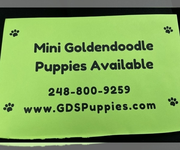 Medium Photo #8 Goldendoodle (Miniature) Puppy For Sale in DETROIT, MI, USA