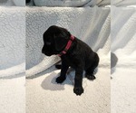 Small #2 Labrador Retriever